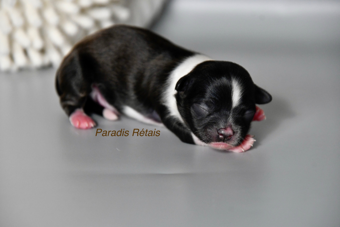 du Paradis Rétais - Chiots disponibles - Chihuahua
