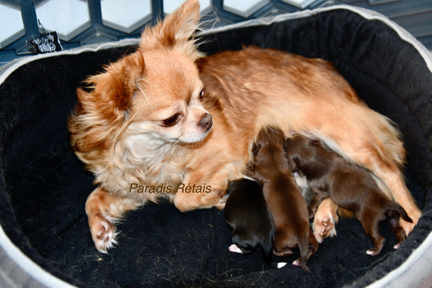 Chiot Chihuahua du Paradis Rétais