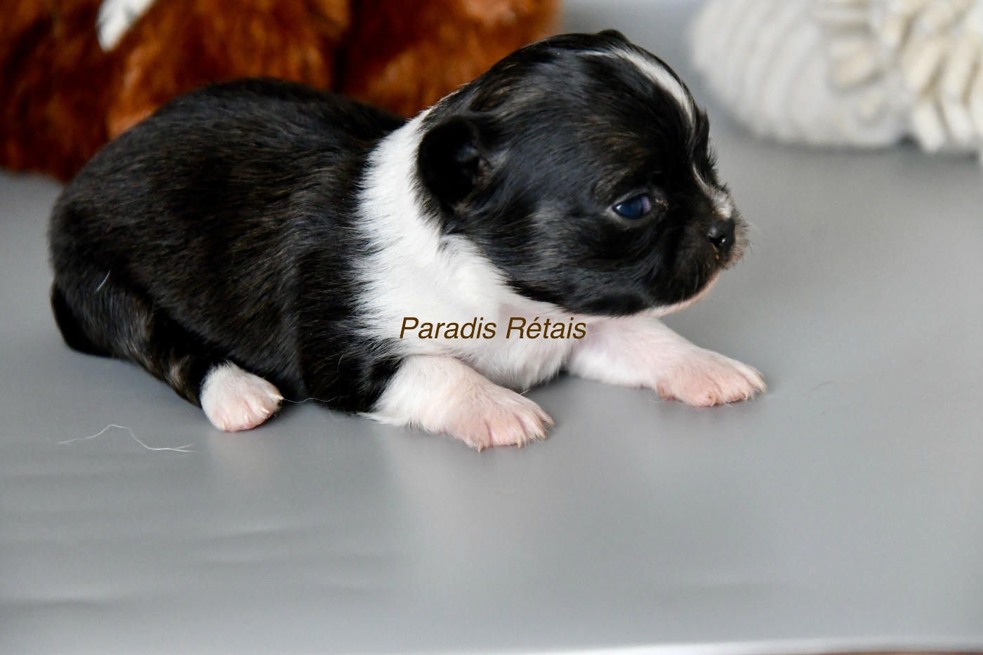 du Paradis Rétais - Chiots disponibles - Chihuahua
