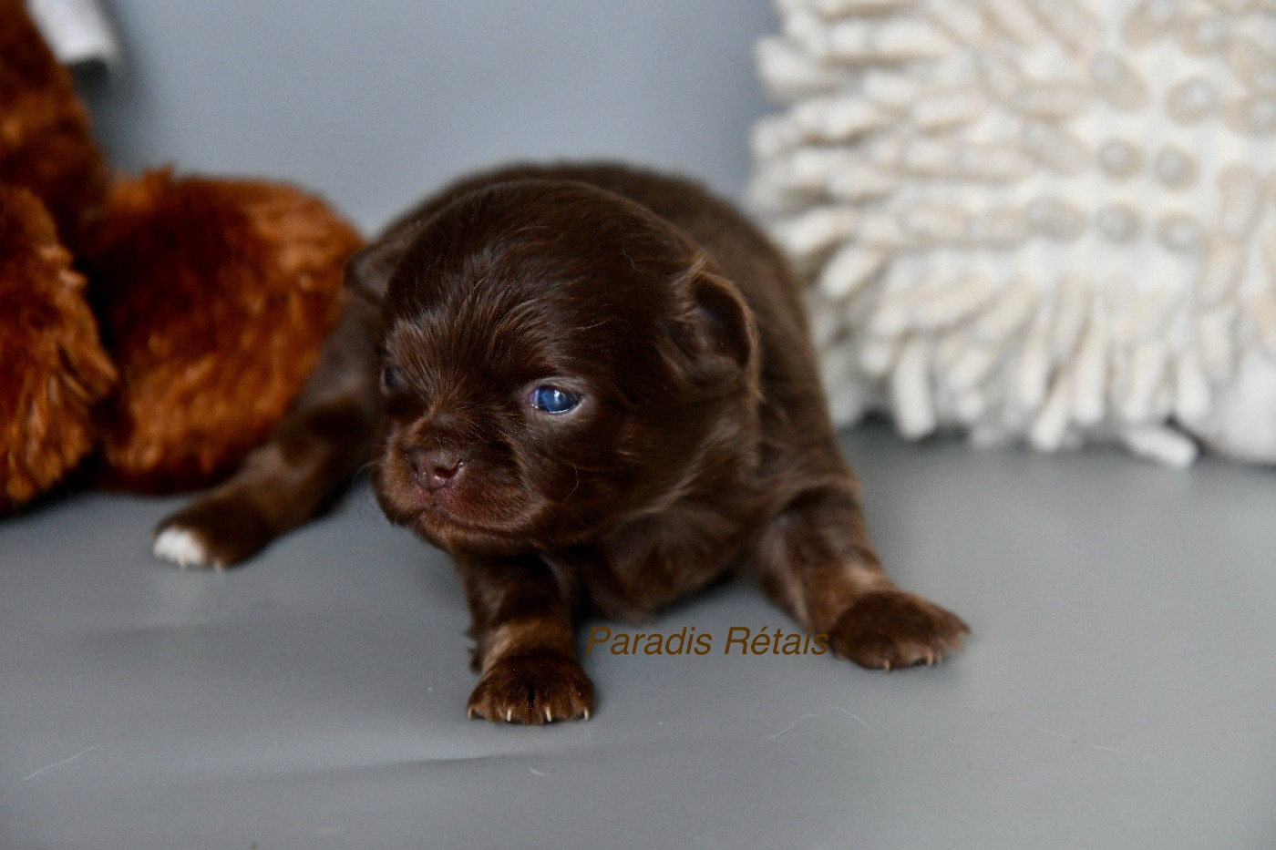 du Paradis Rétais - Chiots disponibles - Chihuahua