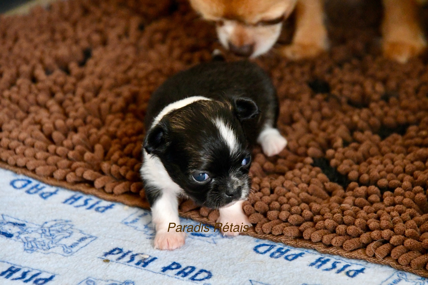 du Paradis Rétais - Chiots disponibles - Chihuahua
