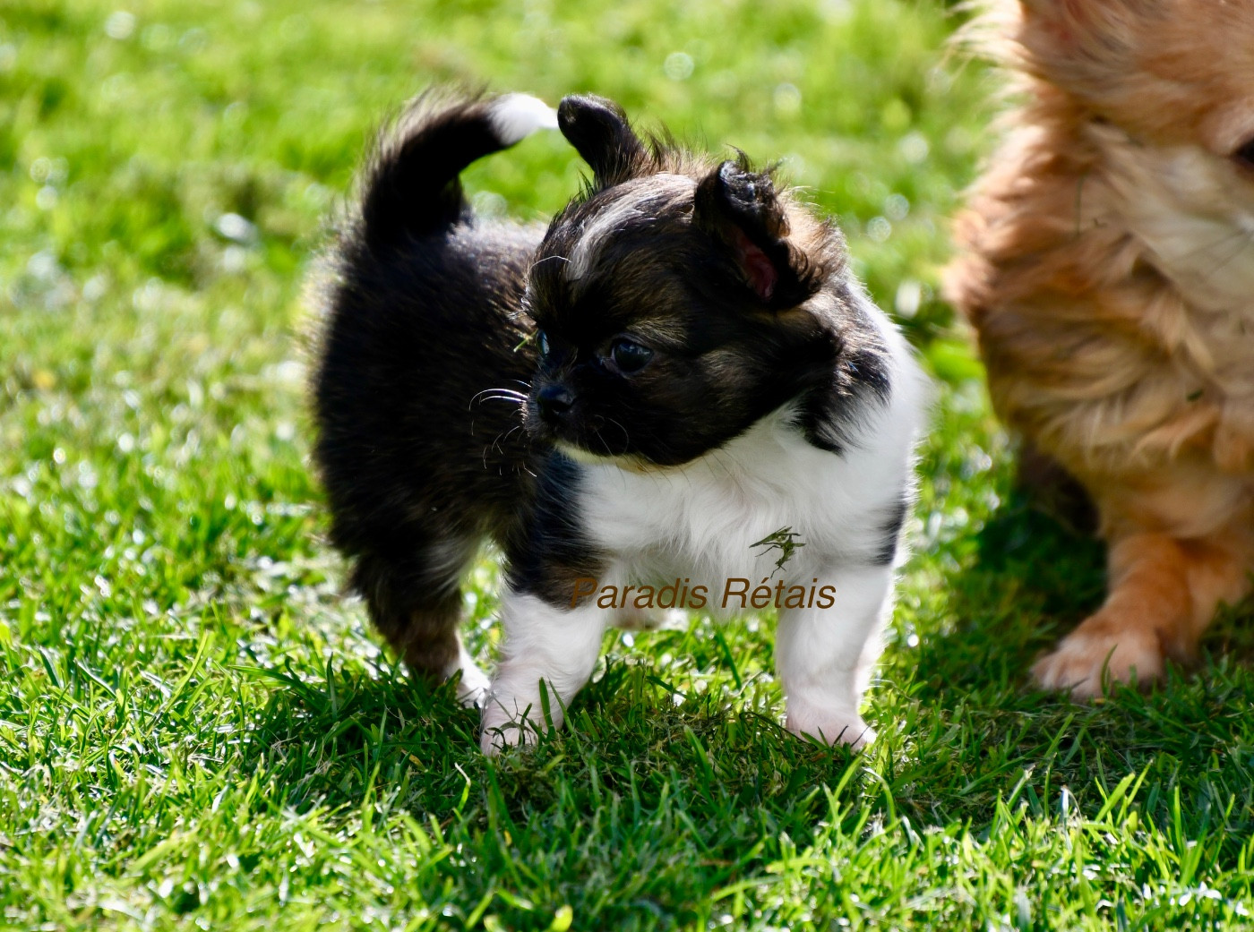 du Paradis Rétais - Chiots disponibles - Chihuahua