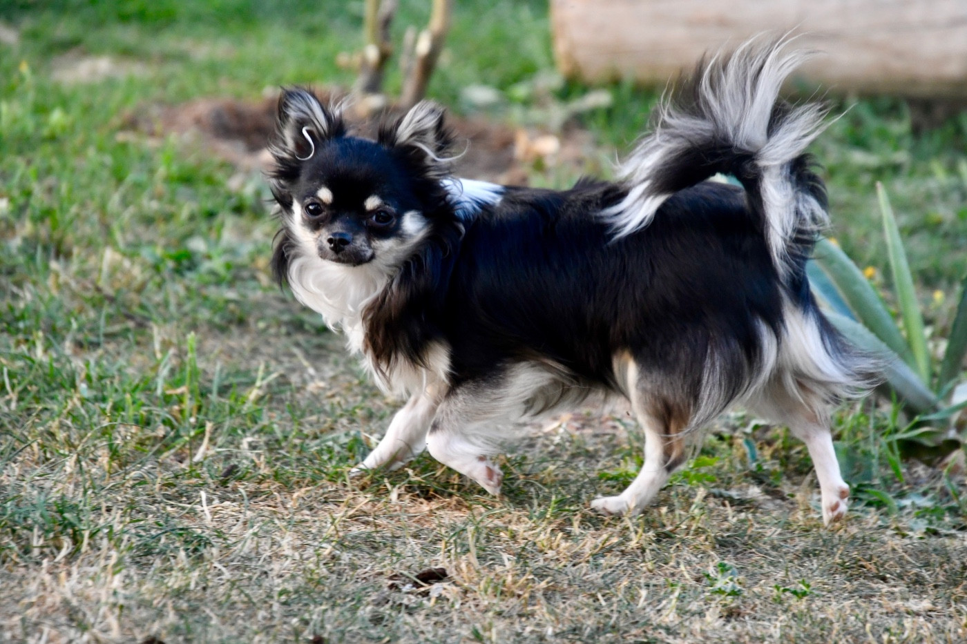du Paradis Rétais - Chiots disponibles - Chihuahua