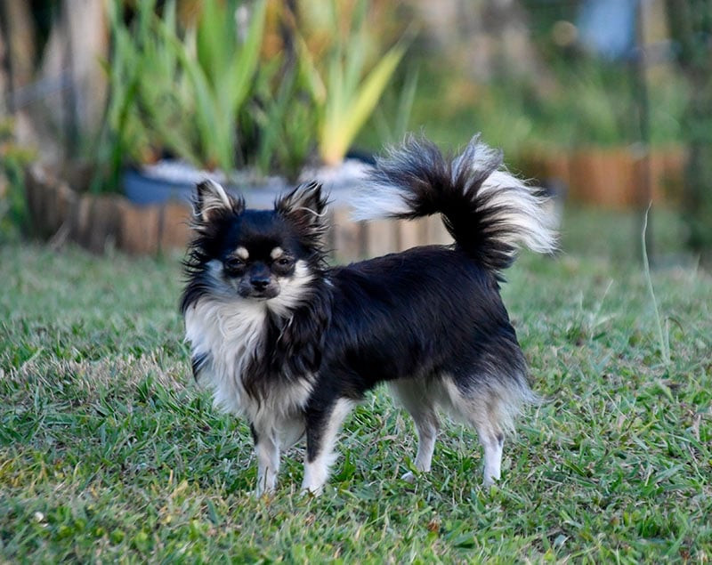 du Paradis Rétais - Chiots disponibles - Chihuahua