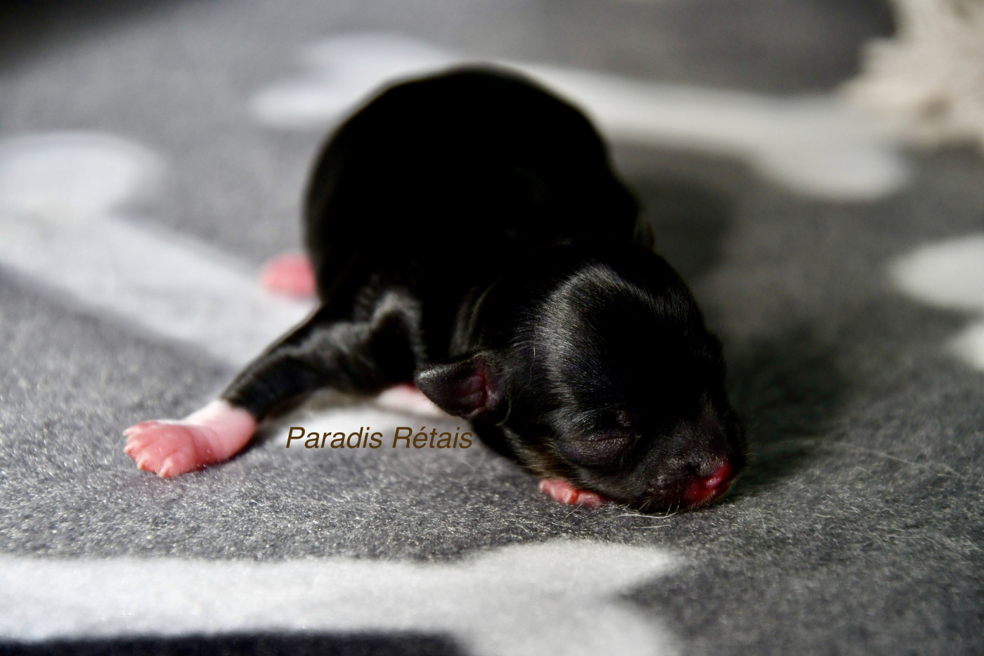 du Paradis Rétais - Chiots disponibles - Chihuahua