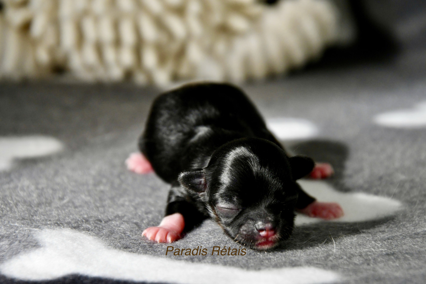 du Paradis Rétais - Chiots disponibles - Chihuahua
