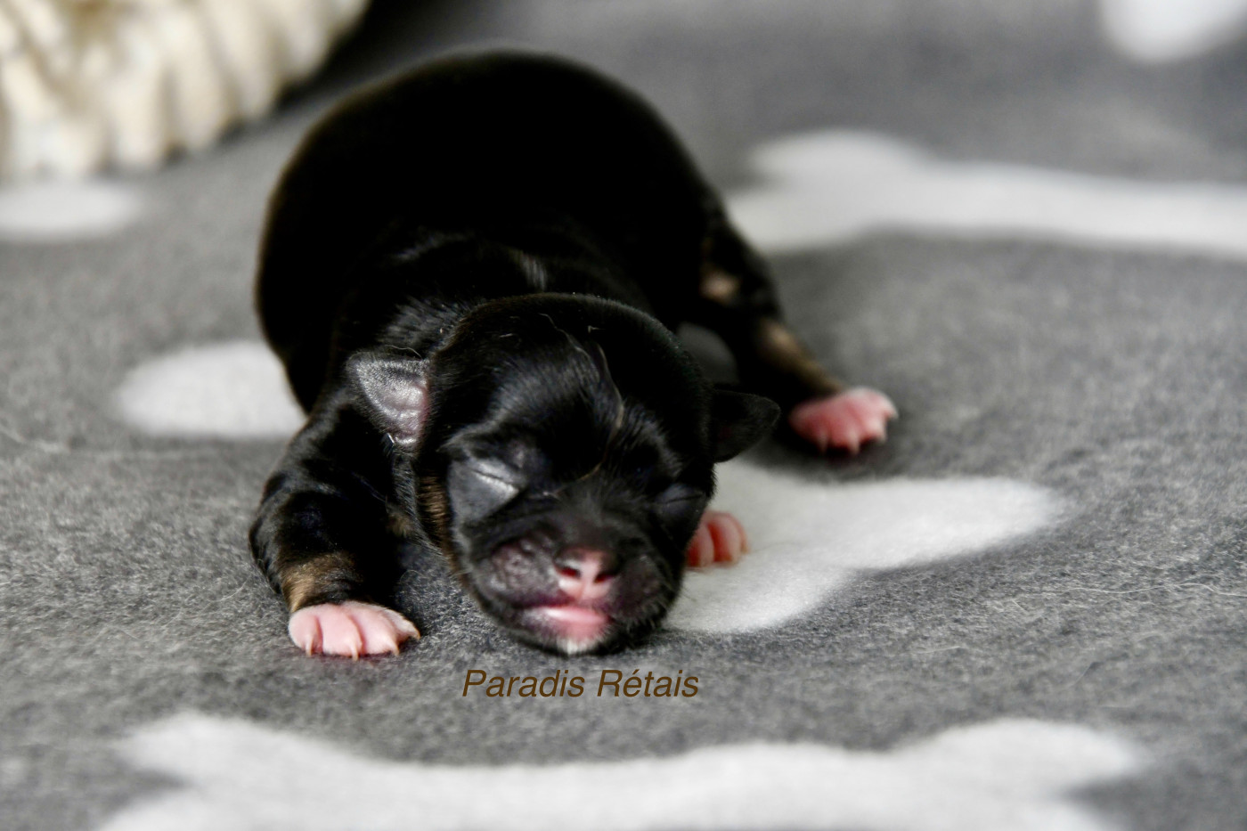 du Paradis Rétais - Chiots disponibles - Chihuahua