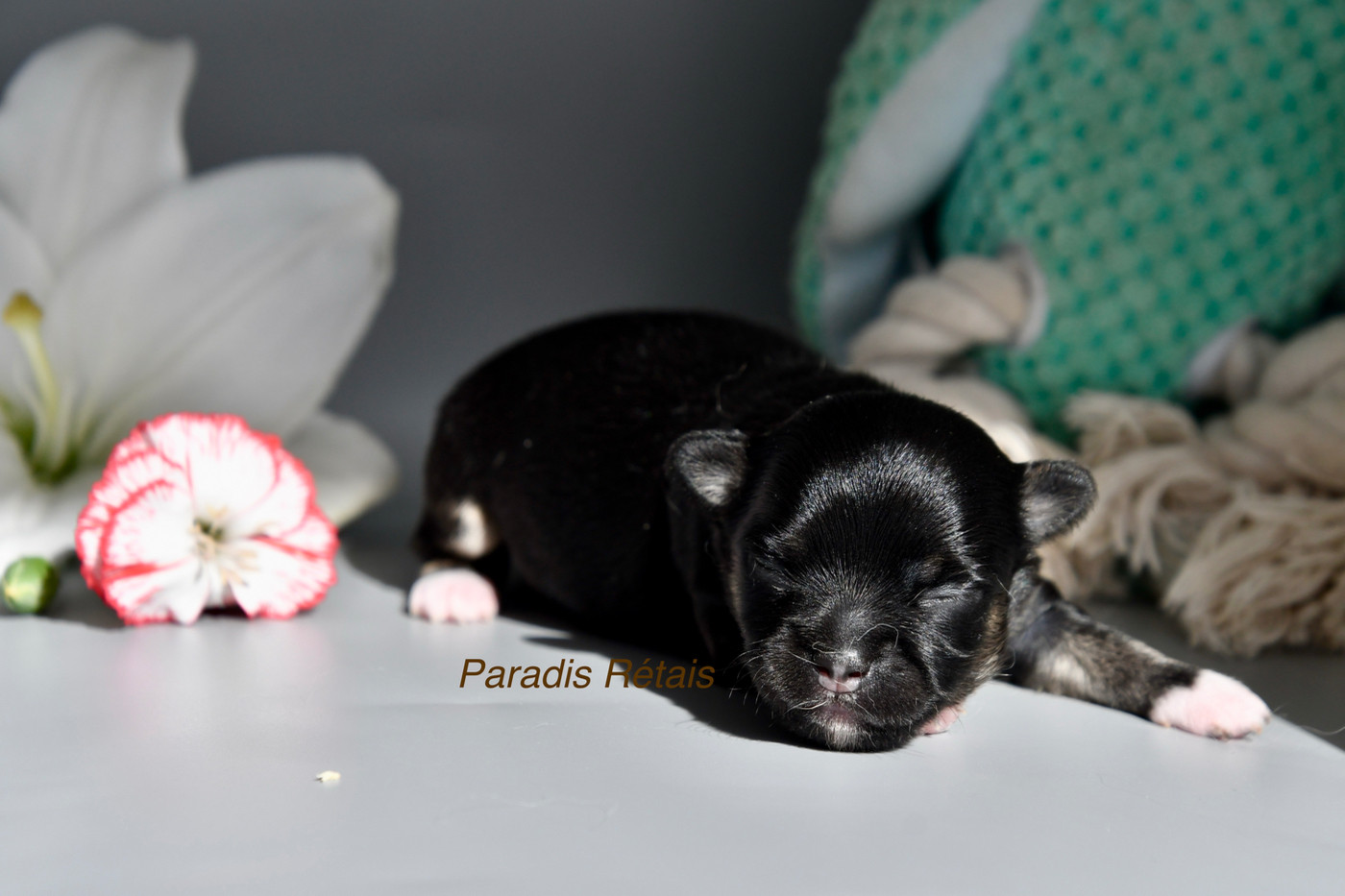 du Paradis Rétais - Chiots disponibles - Chihuahua