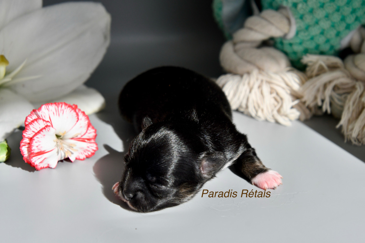 du Paradis Rétais - Chiots disponibles - Chihuahua