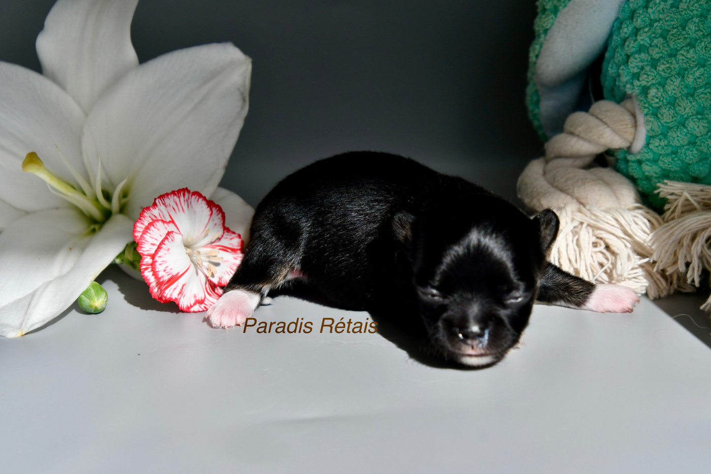 du Paradis Rétais - Chiots disponibles - Chihuahua