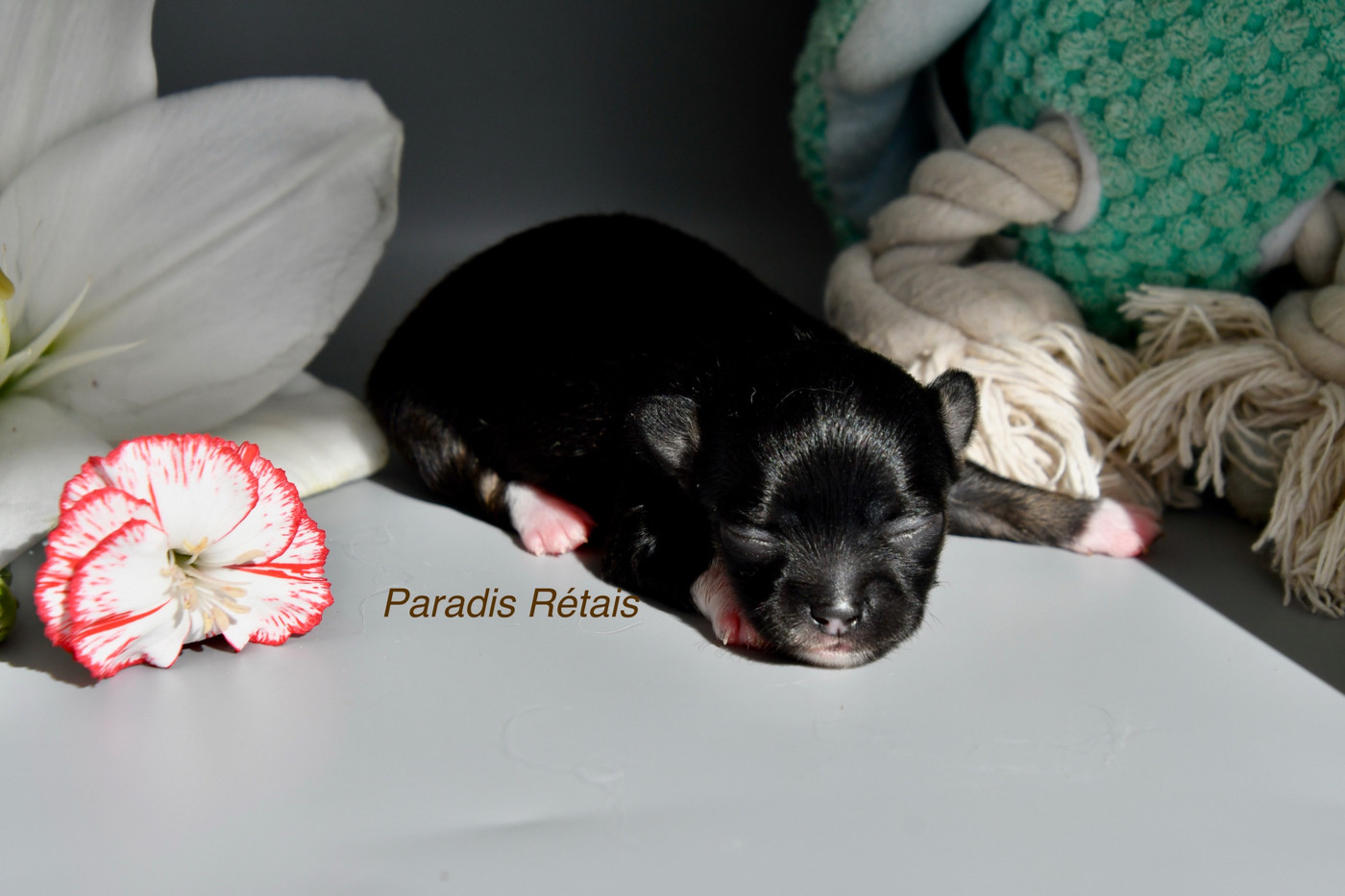 du Paradis Rétais - Chiots disponibles - Chihuahua