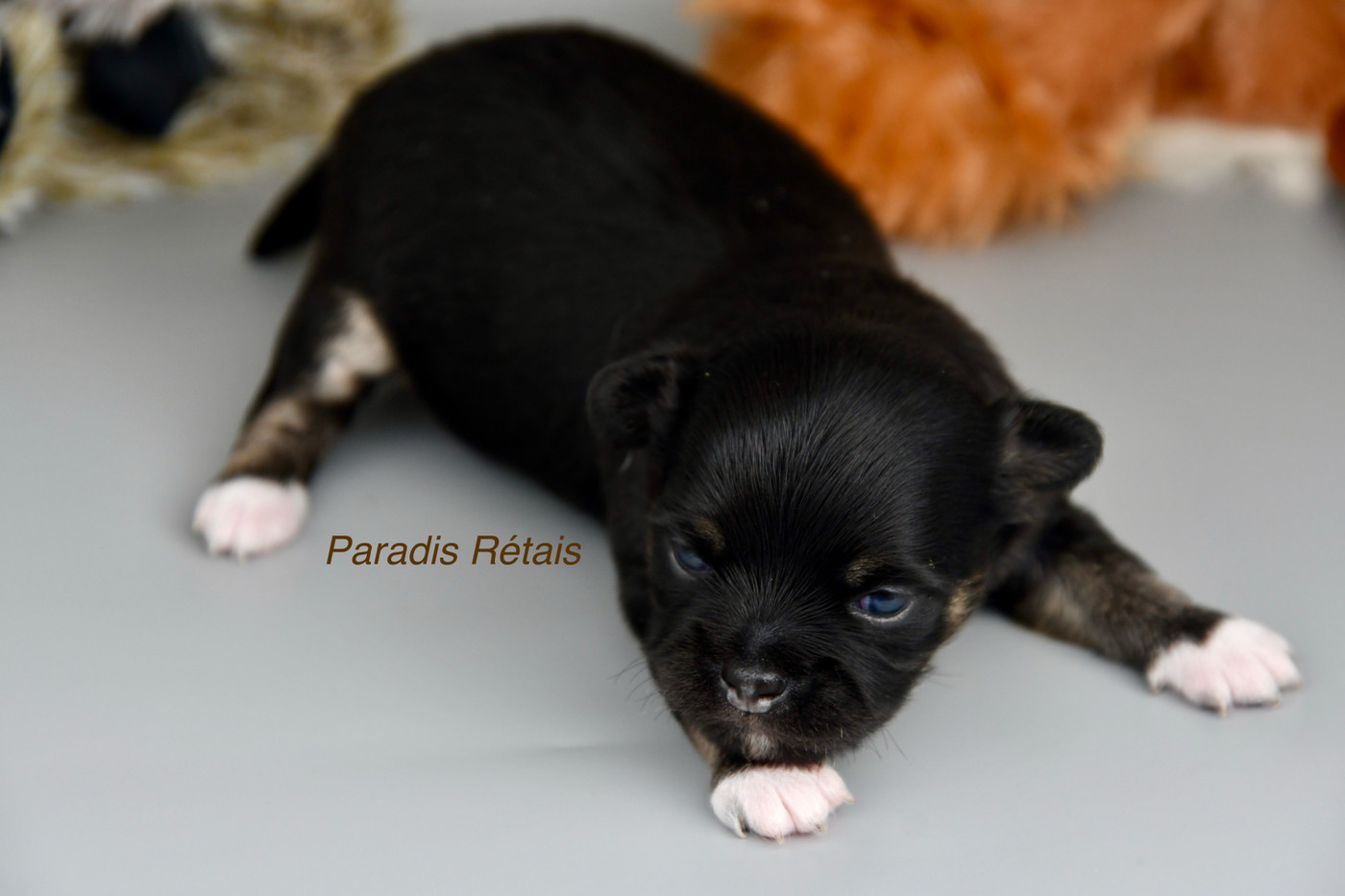 du Paradis Rétais - Chiots disponibles - Chihuahua