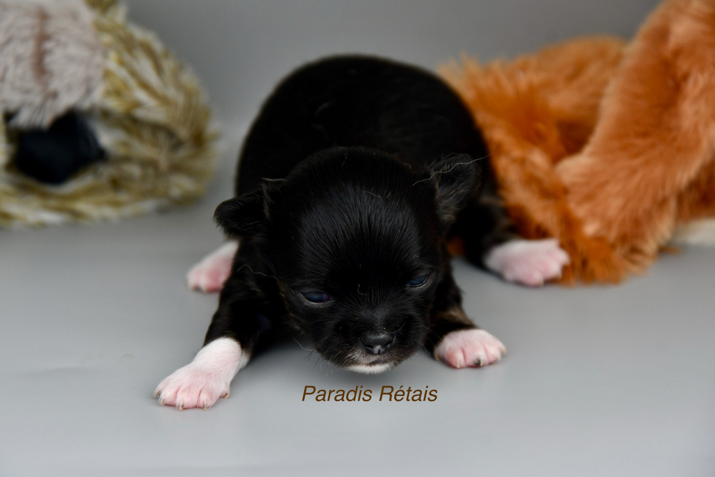 du Paradis Rétais - Chiots disponibles - Chihuahua