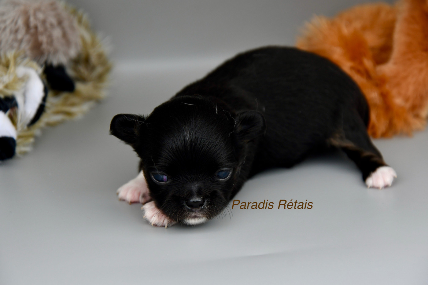 du Paradis Rétais - Chiots disponibles - Chihuahua