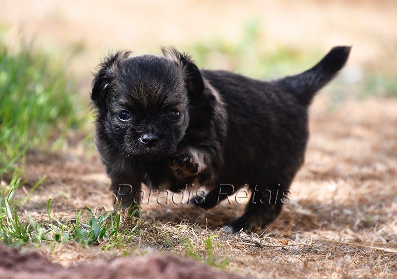 du Paradis Rétais - Chiots disponibles - Chihuahua