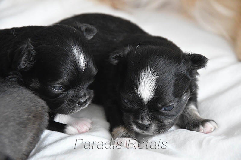 du Paradis Rétais - Chiots disponibles - Chihuahua