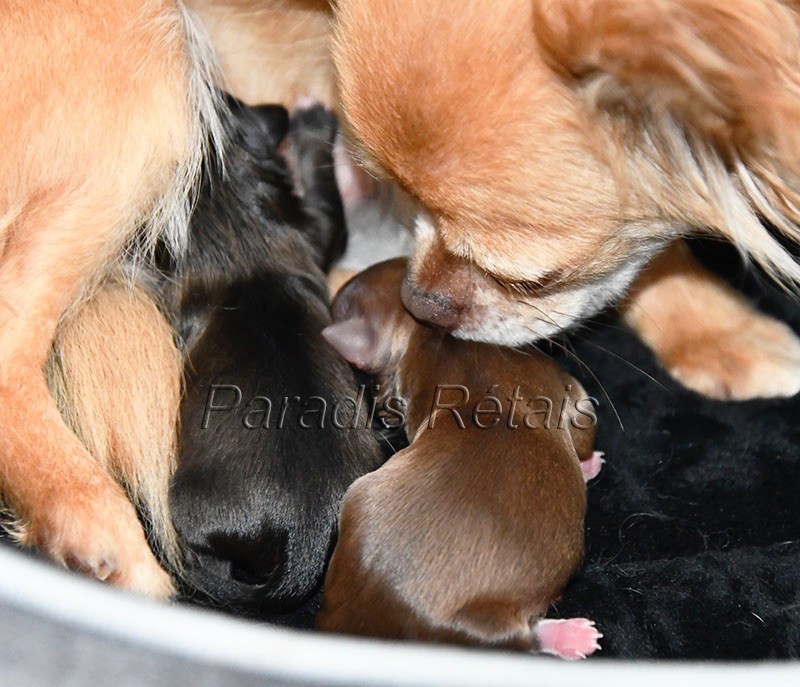 Chiot Chihuahua du Paradis Rétais