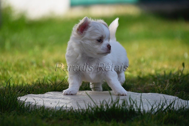 du Paradis Rétais - Chiots disponibles - Chihuahua