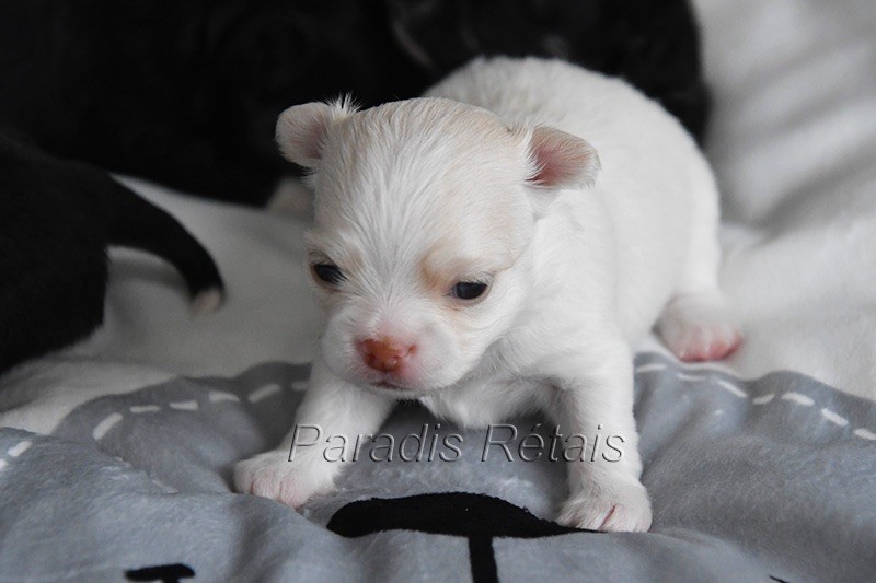 du Paradis Rétais - Chiots disponibles - Chihuahua