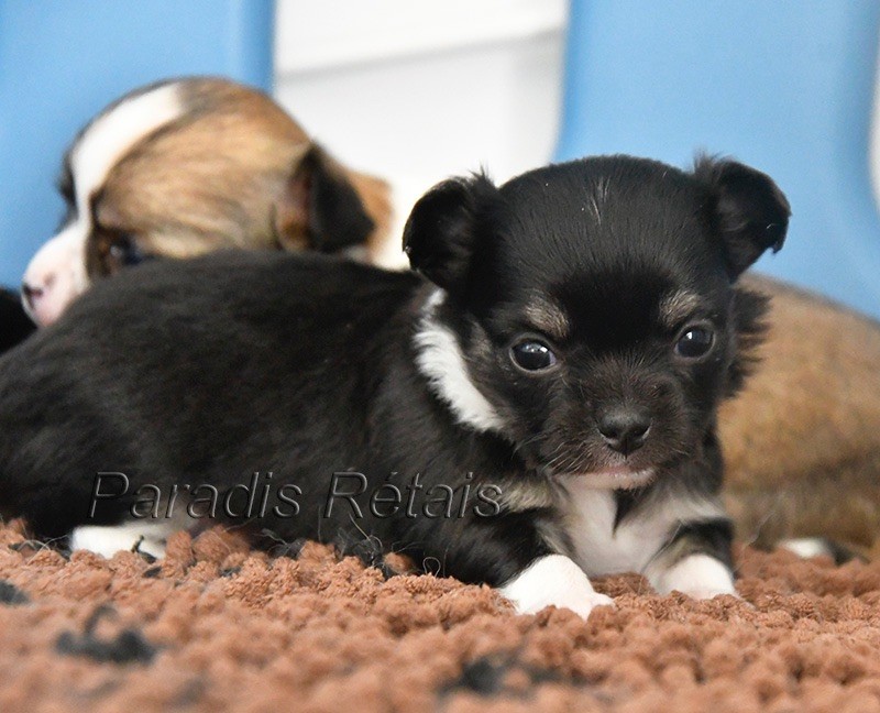 du Paradis Rétais - Chiots disponibles - Chihuahua