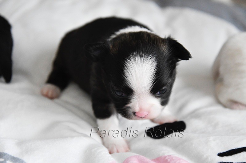 du Paradis Rétais - Chiots disponibles - Chihuahua