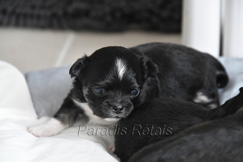 du Paradis Rétais - Chiots disponibles - Chihuahua
