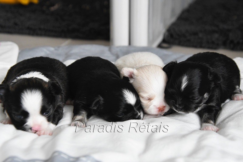 du Paradis Rétais - Chihuahua - Portée née le 14/04/2025
