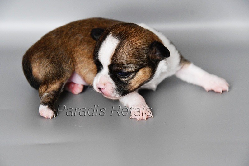 du Paradis Rétais - Chiots disponibles - Chihuahua