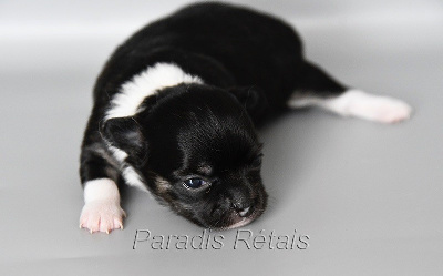 CHIOT 2