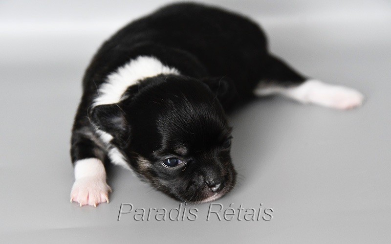 du Paradis Rétais - Chiots disponibles - Chihuahua