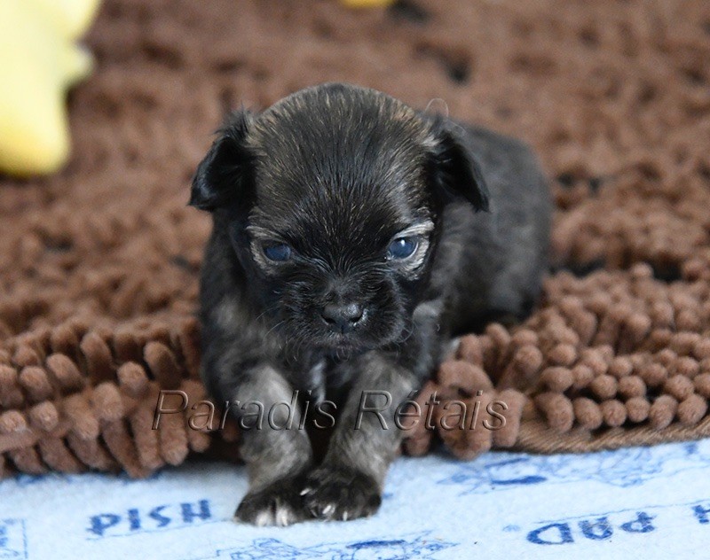 du Paradis Rétais - Chiots disponibles - Chihuahua