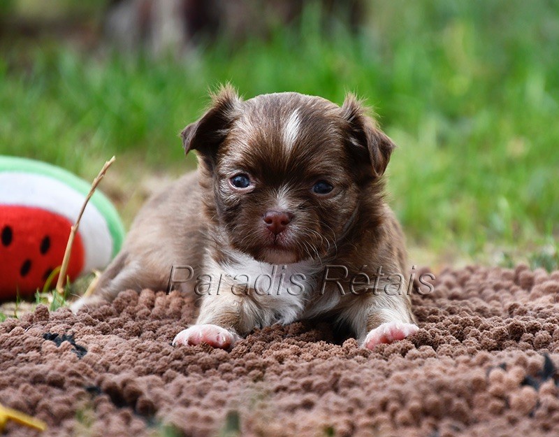 du Paradis Rétais - Chiots disponibles - Chihuahua
