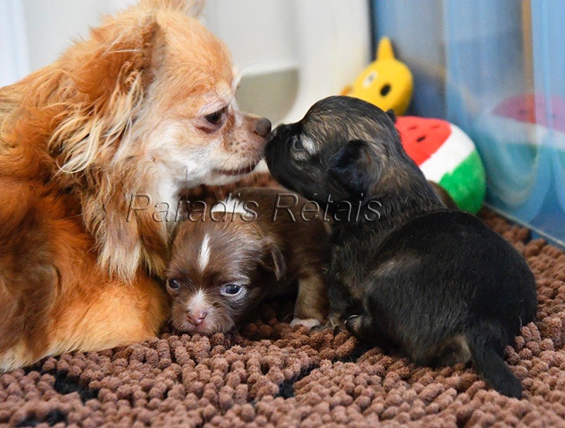 Chiot Chihuahua du Paradis Rétais