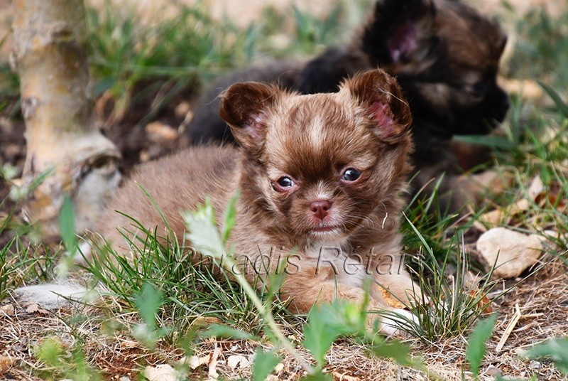 du Paradis Rétais - Chiots disponibles - Chihuahua