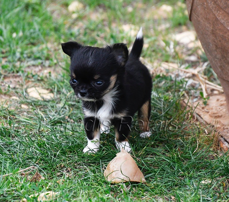 du Paradis Rétais - Chiots disponibles - Chihuahua
