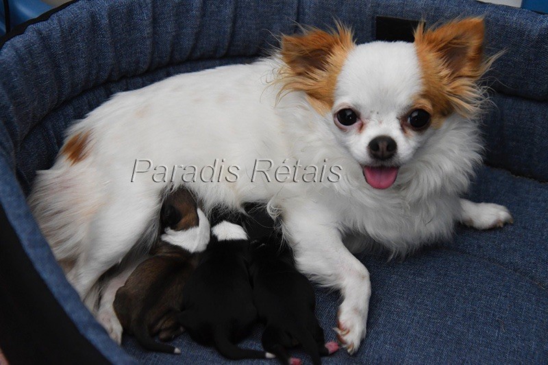 Chiot Chihuahua du Paradis Rétais