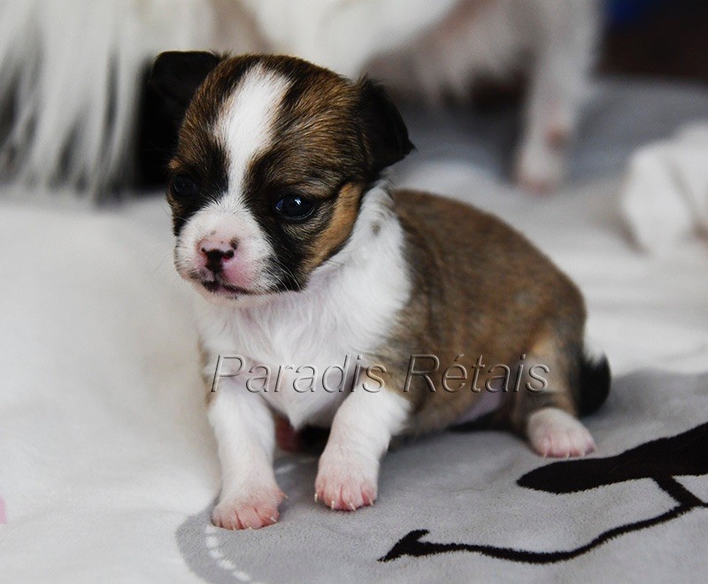 du Paradis Rétais - Chiots disponibles - Chihuahua