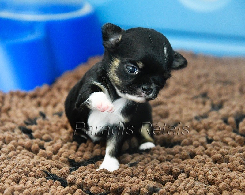 du Paradis Rétais - Chiots disponibles - Chihuahua