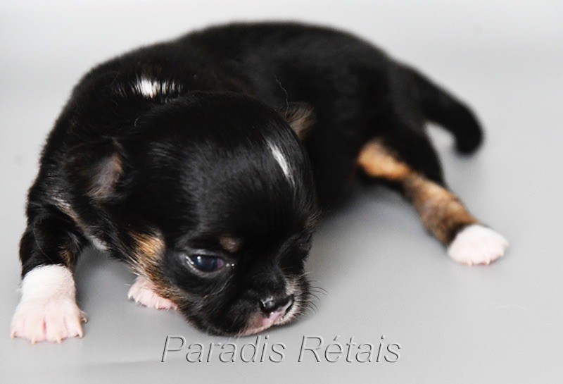 du Paradis Rétais - Chiots disponibles - Chihuahua
