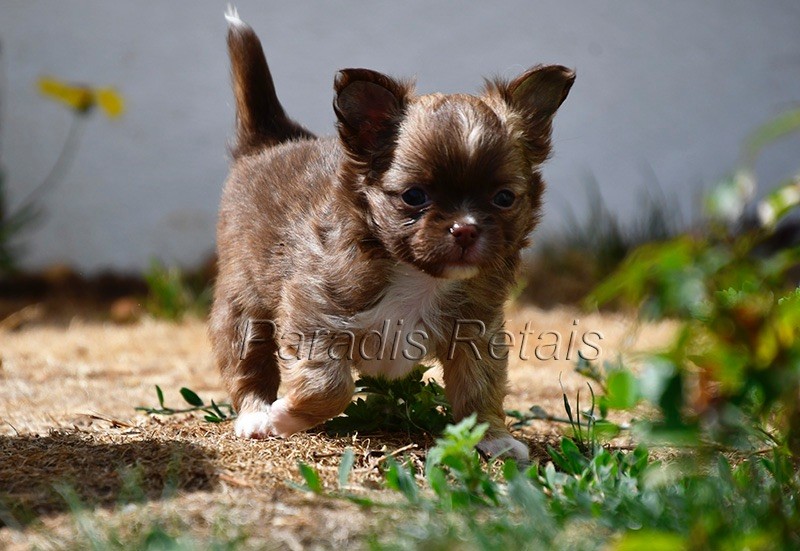du Paradis Rétais - Chiots disponibles - Chihuahua