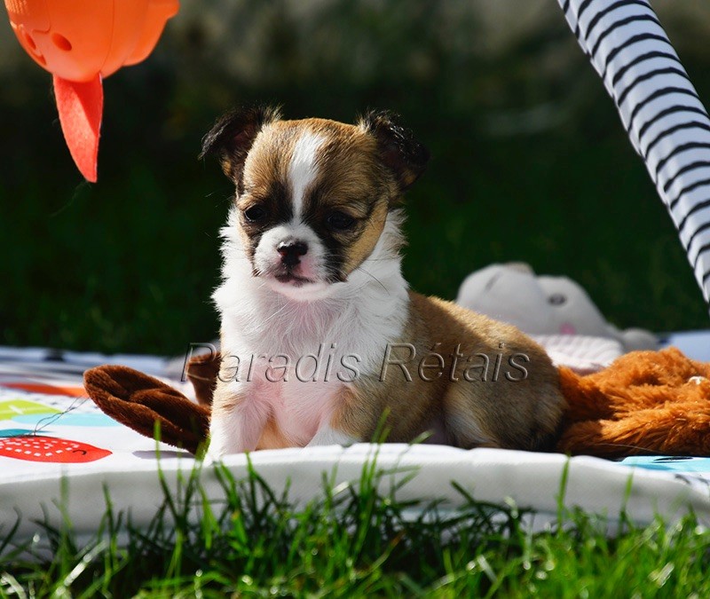 du Paradis Rétais - Chiots disponibles - Chihuahua