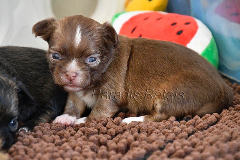 du Paradis Rétais - Chiots disponibles - Chihuahua