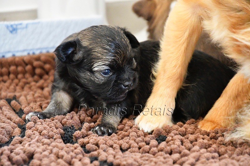 du Paradis Rétais - Chiots disponibles - Chihuahua