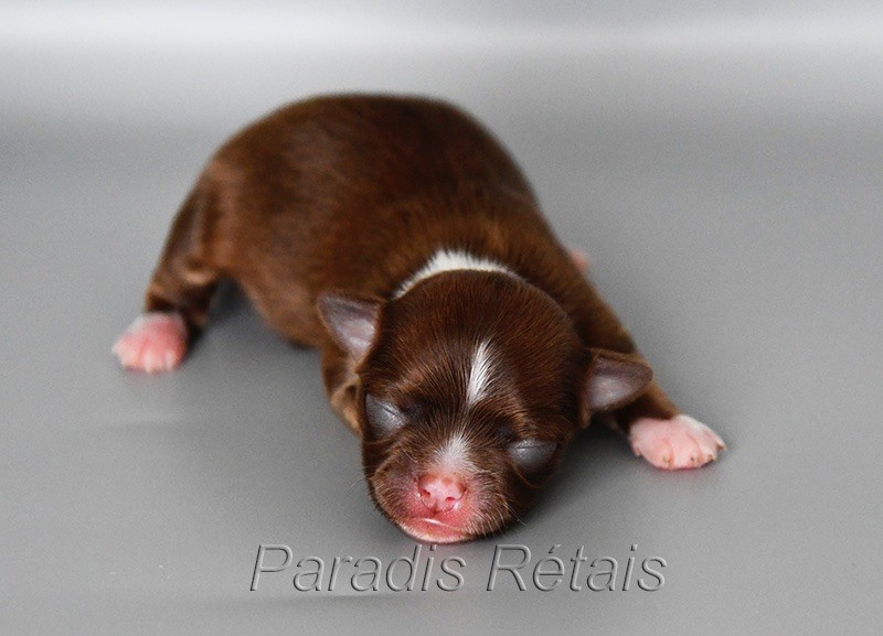 du Paradis Rétais - Chiots disponibles - Chihuahua